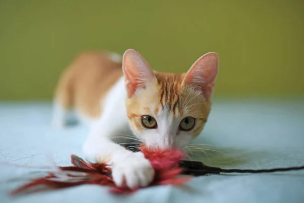 애타게 스틱을 재생 하는 고양이 — 스톡 사진