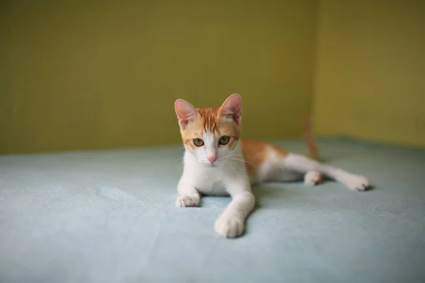 Chat roux jouant sur le lit — Photo