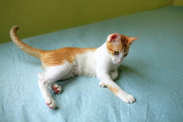 姜猫在床上玩耍 — 图库照片
