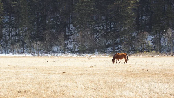 Beau cheval brun marchant dans la vaste prairie, vue latérale dans le parc national de Pudacuo près du lac bleu personne ici dans le Yunnan, shangri-la — Photo