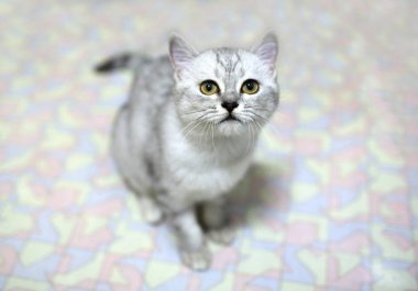 sevimli beyaz stenografi kedi aramak