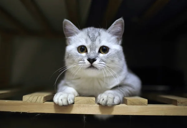 쇼트헤어 줄무늬 회색 고양이 보고 — 스톡 사진