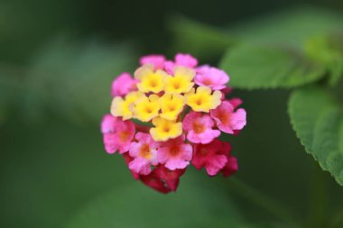 çiçek çiçek açan, top şeklinde