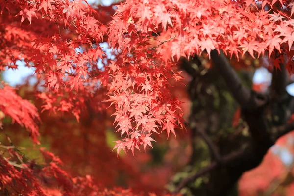 Ιαπωνία Κιότο Φθινόπωρο Όψη Κόκκινα Φύλλα — Φωτογραφία Αρχείου