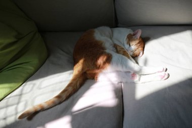 Zencefilli yavru kedi sevimli oynuyor.