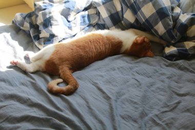 Evde kızıl kedi var.