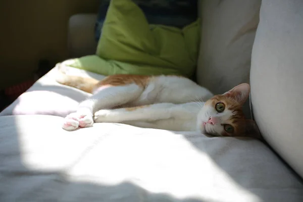 Ginger Baby Cat Play Cute — 스톡 사진