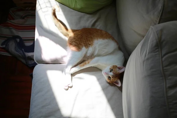 家里的生姜猫 — 图库照片