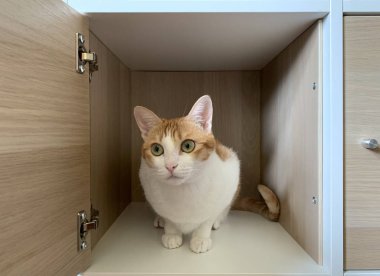 Kutudaki kızıl kedi