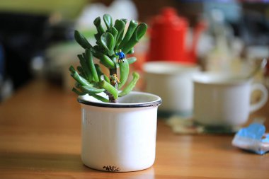 Saksı bitkisinin tepesine tırman