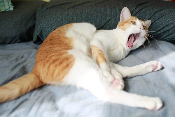 Gatto Annoiato Con Sbadiglio Sul Letto — Foto Stock