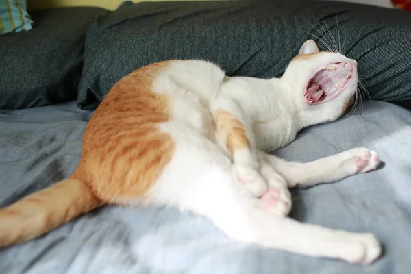 Yatakta Esneyen Sıkkın Kedi — Stok fotoğraf