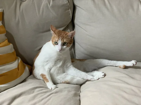 Ginger Cat Thinking Bad — Stock Photo, Image