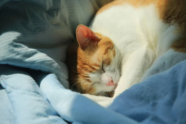 ginger cat in deep sleep