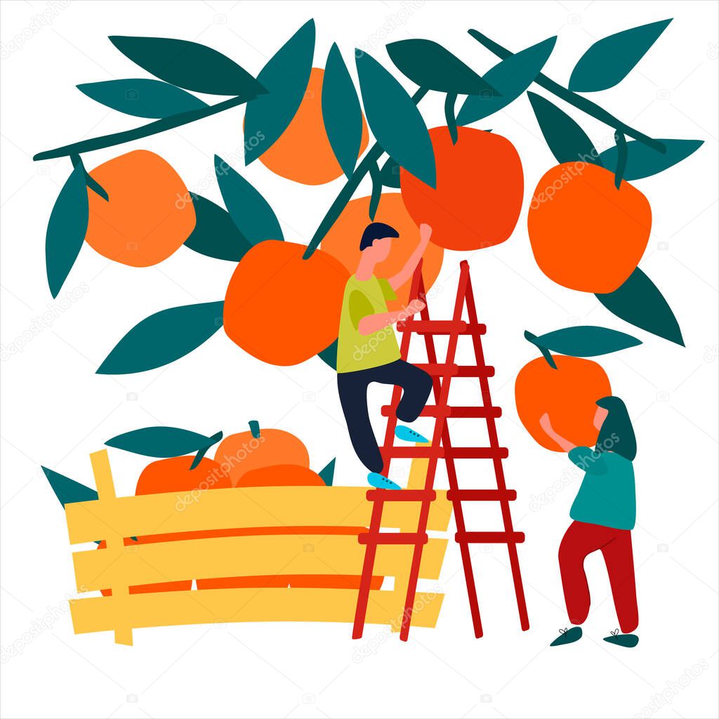 People picking oranges into wooden crate. Vector illustration in flat style. Harvesting concept. Agritourism concept