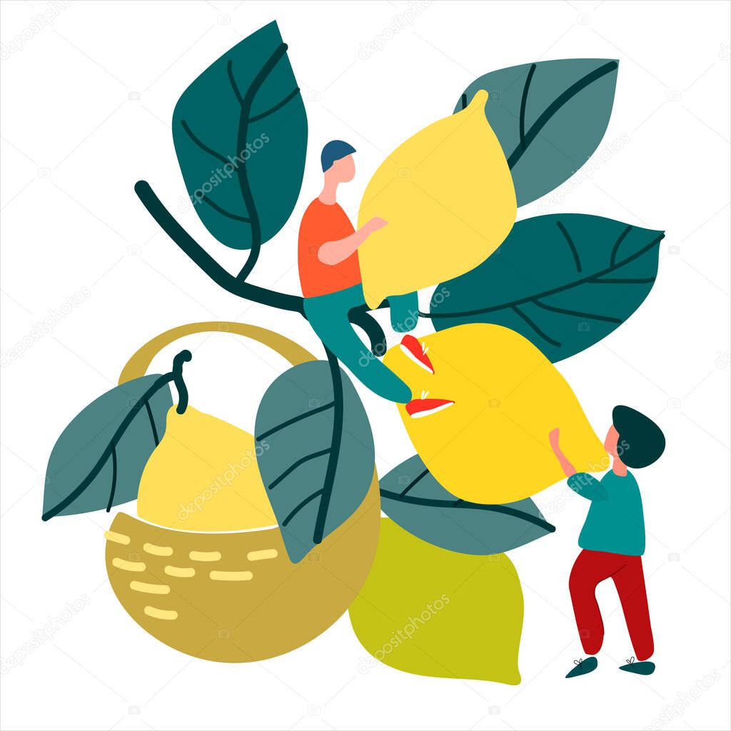 People picking lemons. Vector illustration in flat style. Harvesting concept. Fresh fruit concept. Agritourism concept