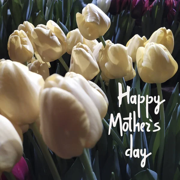 Feliz Día de las Madres diseño de saludo. Tulipanes blancos y frase de saludo con letras a mano — Foto de Stock