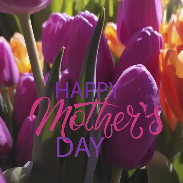 Šťastný Den matek čtvercový pozdrav design. Fialové, růžové tulipány a ručně psaná fráze — Stock fotografie