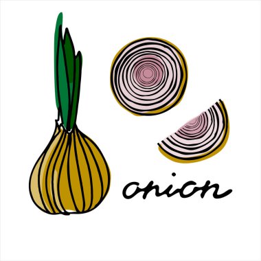 Bütün soğan ve birkaç parça soğan. El yazısıyla renkli vektör illüstrasyonu