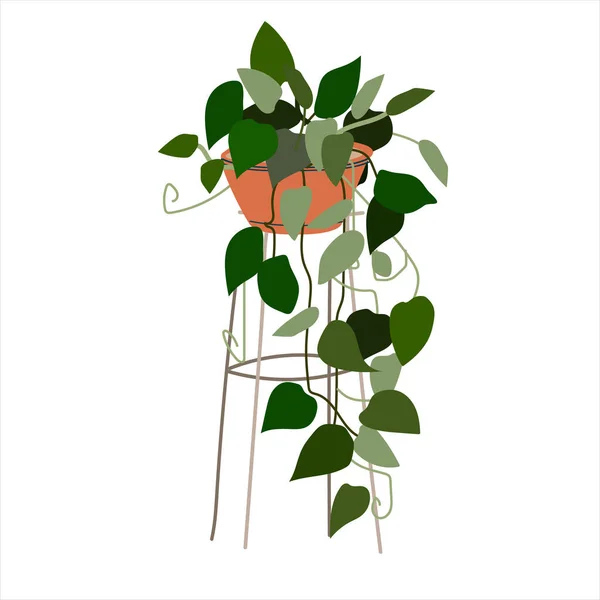 Planta floreciente Scindapsus. Ilustración vectorial colorida — Vector de stock