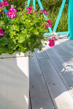 Botanik. Kafelerde ve restoranlarda peyzaj yapma kavramı. Kafeler ve restoranlar için beyaz tencerede kırmızı ve beyaz sardunya