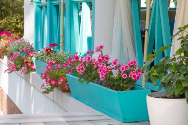 Botanik. Kafelerde ve restoranlarda peyzaj yapma kavramı. Kafeler ve restoranlar için beyaz tencerede kırmızı ve beyaz sardunya