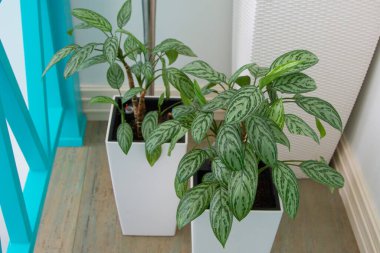 Boşlukta aglaonemalı büyük beyaz tencereler. Botanik. Kafelerde ve restoranlarda peyzaj yapma kavramı