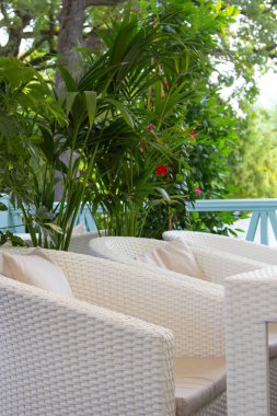 Botanik. Kafelerde ve restoranlarda peyzaj yapma kavramı. Schefflera arboricola 'nın büyük ağacı, incir ağacı ve palmiye ağaçları iç kısımda bir tencerede. Büyük yapraklar. İç kısımdaki hasır mobilyalar..