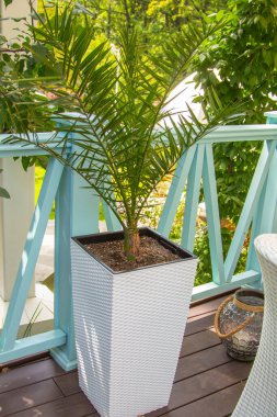 Botanik. Kafelerde ve restoranlarda peyzaj yapma kavramı. Schefflera arboricola 'nın büyük ağacı, incir ağacı ve palmiye ağaçları iç kısımda bir tencerede. Büyük yapraklar. İç kısımdaki hasır mobilyalar..
