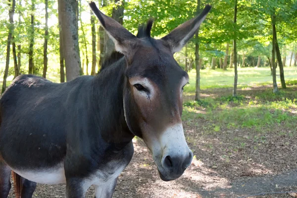 Close up of a donkey on a forest — Stock Photo, Image