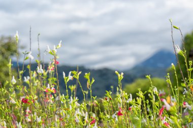 Bahçe çiçekli, arka planda dağlar