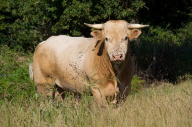 Çayırdaki beyaz inek