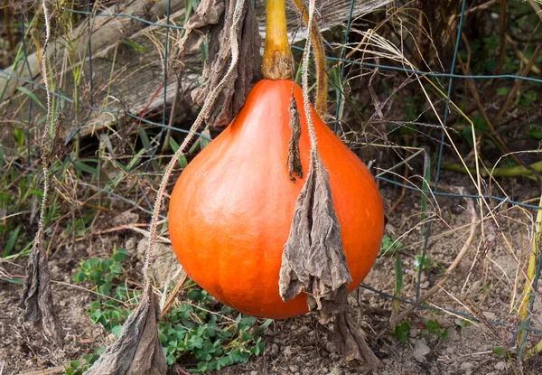 Squash no jardim vegetal — Fotografia de Stock