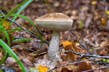 ormandaki değil yenilebilir mantar