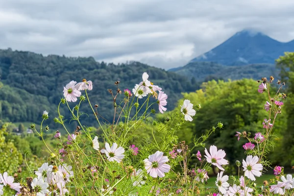 Giardino con fiori, montagne sullo sfondo — Foto Stock