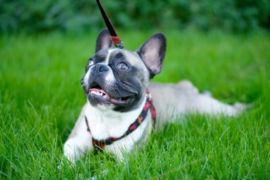 otların arasında oturan genç köpek, Fransız buldozer,