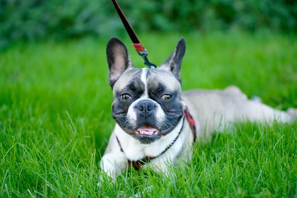 Junger Hund, französische Bulldogge, im Gras sitzend — Stockfoto