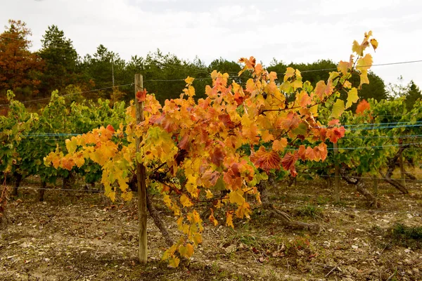 Viñedos en el campo francés, Drome, Clairette de Die —  Fotos de Stock