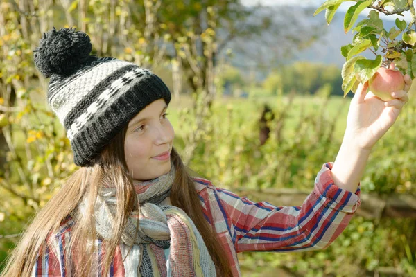 Mladý teenager sbíral jablka v zahradě — Stock fotografie