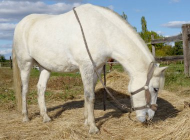 doğada küçük beyaz at