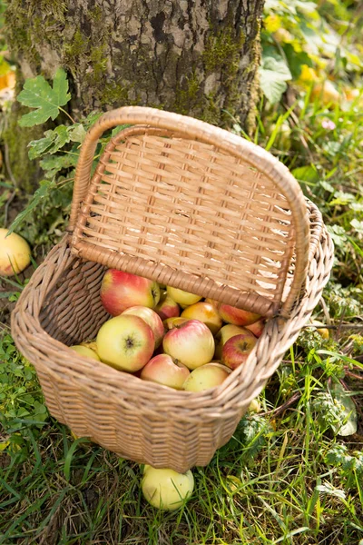 Malý košík jablek v zahradě — Stock fotografie
