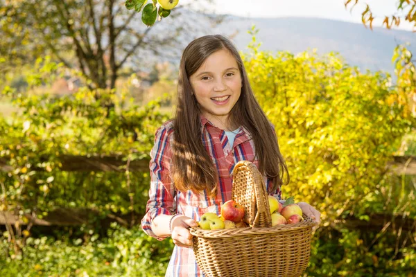 Joven pre adolescente recogiendo manzanas en el jardín —  Fotos de Stock