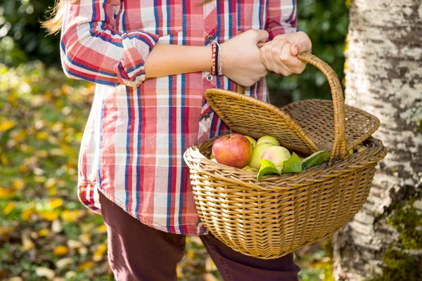 Молодой подросток собирает яблоки в саду — стоковое фото