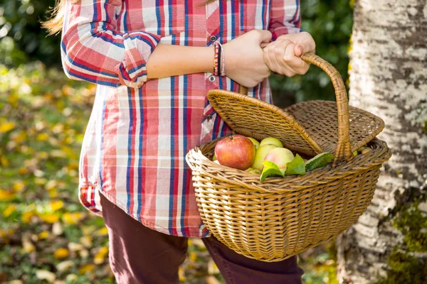 Young pre teenager picking apples in the garden Stock Photo