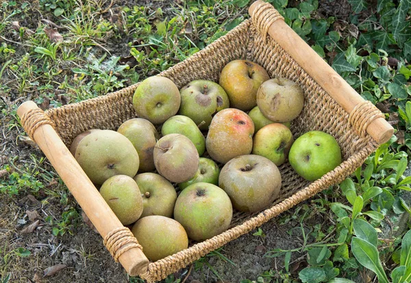Маленькая корзина яблок в саду — стоковое фото