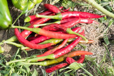 Kırmızı biber bahçeden