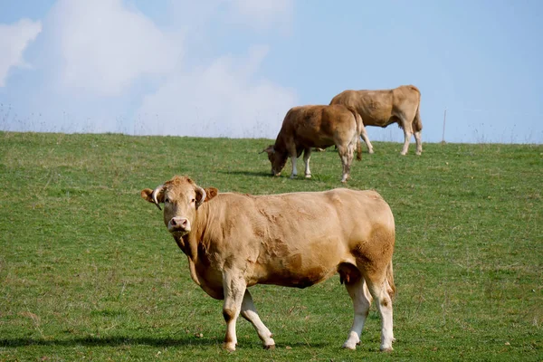 Vache brune au milieu d'une prairie — Photo