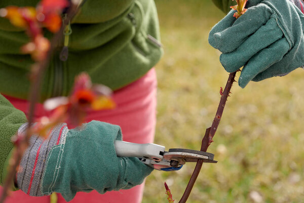 Женщина режет розы весной
