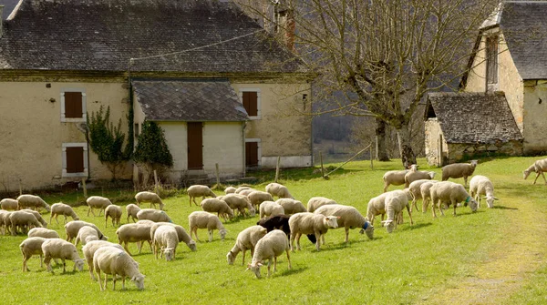Herd of sheep in the meadow, barn at background — Stock Photo, Image