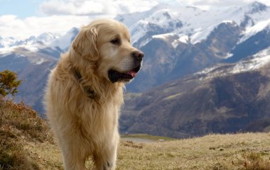 Pyrenean Mountain Dog,  snow background clipart